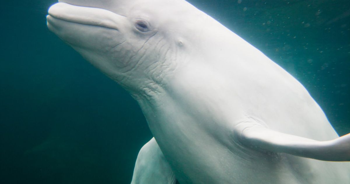 Watch adorable moment beluga whale makes cute kid cry Mirror Online